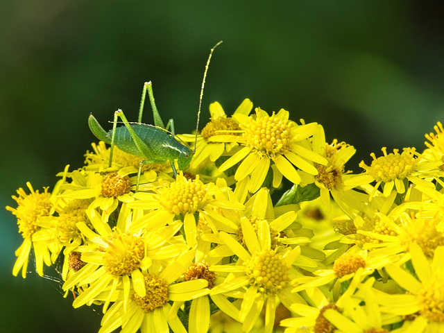 Speckled Bush Cricket on Ragwort