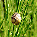 Schnecke am Halm