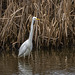 Great white egret