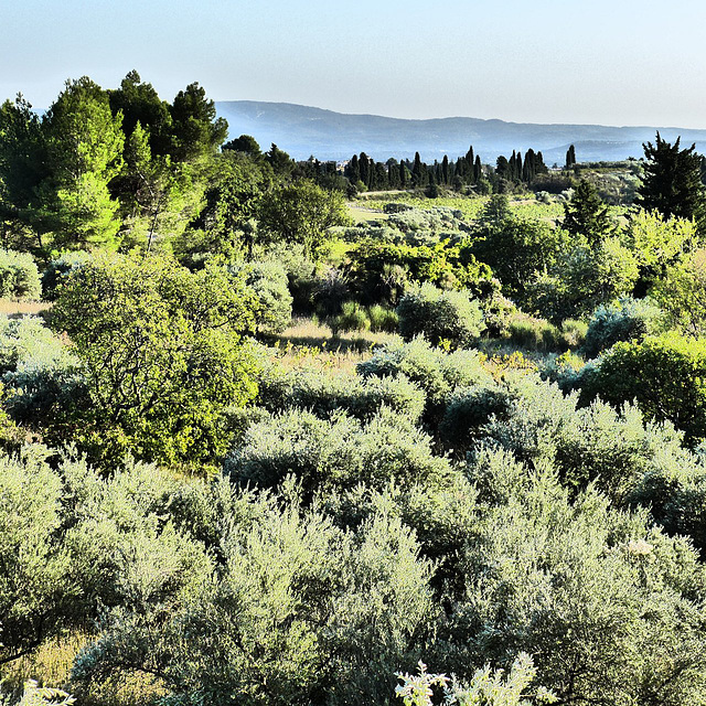 Olive Tree View