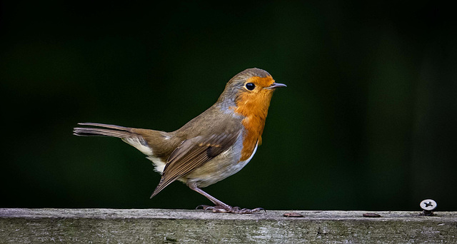 Robin