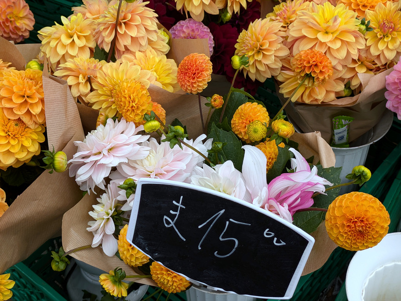 PXL 20241012 095339523-001-More Dahlias