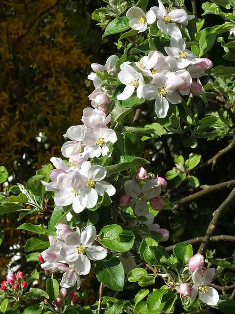 Gravensteiner in Blüte
