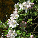 Gravensteiner in Blüte