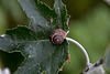 20140910 5073VRAw [NL] Schnecke, Terschelling