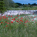 National Memorial Arboretum