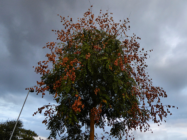 Golden Rain Tree