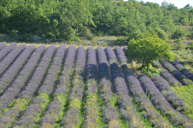 Champ de lavande