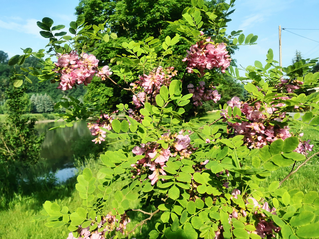 Borstenrobinie - Robinia hispida Macrophylia
