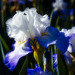 Mystical Blue Iris