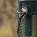 Long tailed tit