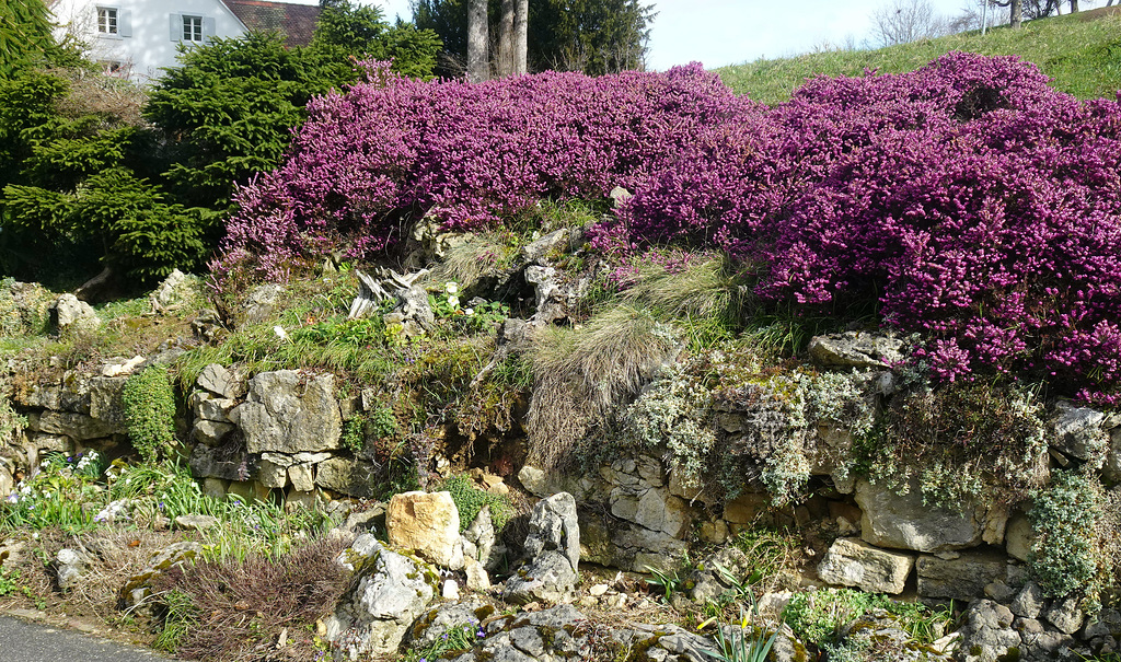 Anzeichen von Frühling in Buckten