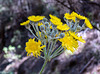 Cerrajón de Monte (Sonchus acaulis)