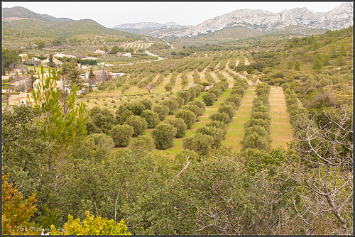 Olivenhaine in den Alpilles
