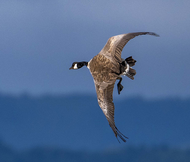 Canada goose