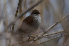 Bouscarle de Cetti