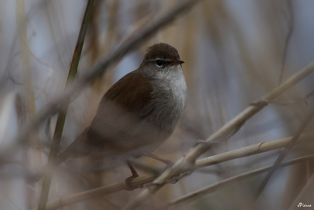 Bouscarle de Cetti