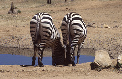 Matching Zebra bums