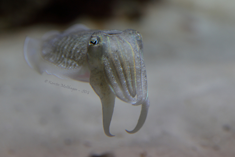 Gewöhnlicher Tintenfisch (Zoo Frankfurt)