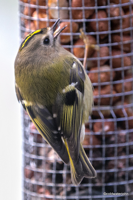 Goldcrest