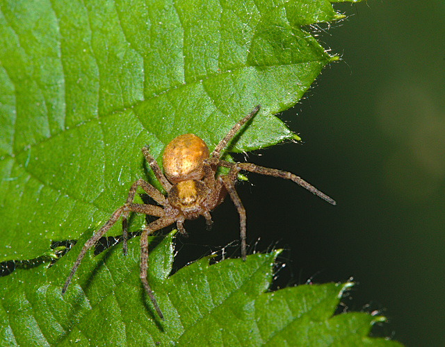 Spider IMG_1007