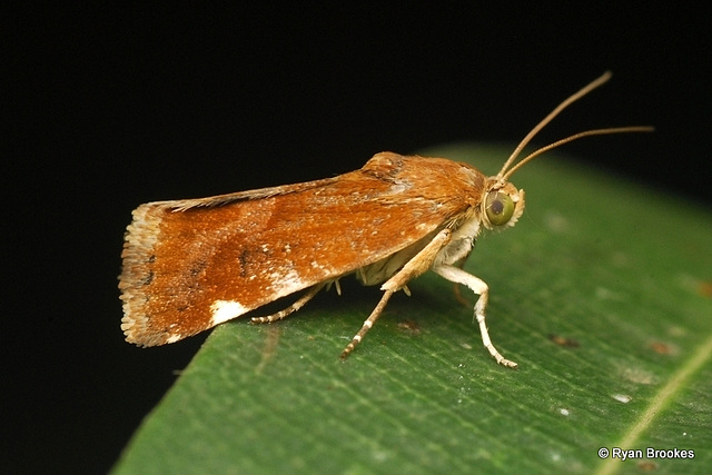 Acontia sexpunctata (Fabricius, 1794), ♀