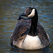 Goose close up