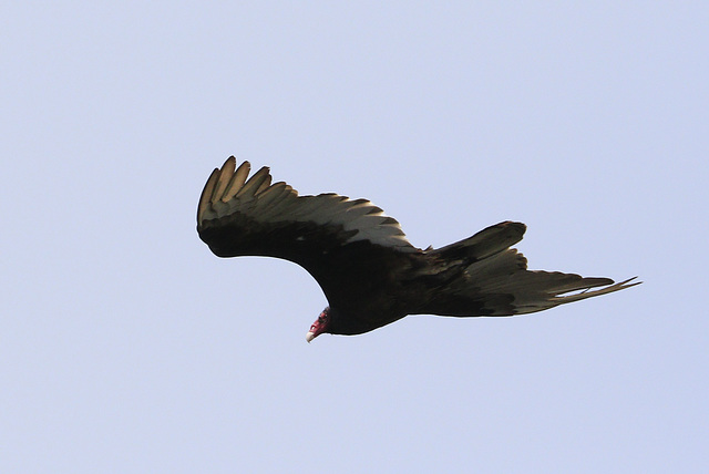 Turkey Vulture