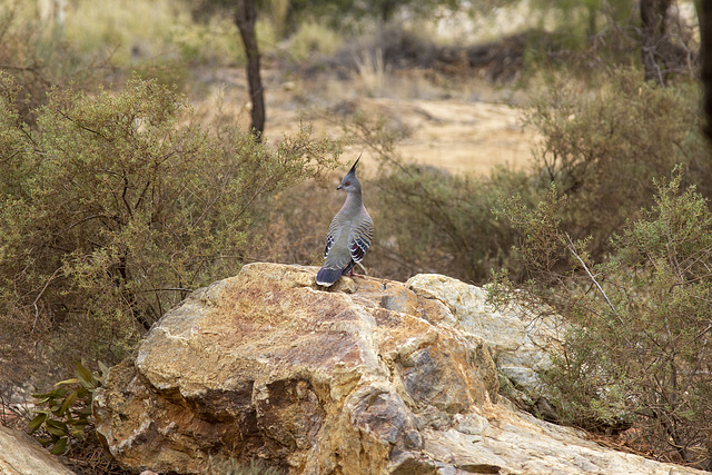 Colombe lophote - Crested Pigeon - 2