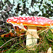 Amanita Muscaria