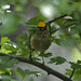 Displaying Goldcrests - touching distance away