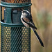 Long tailed tit