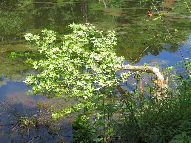 Sweet-gum tree cut down by beavers