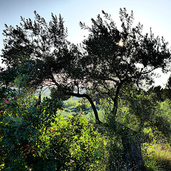 Underneath the Olive Trees