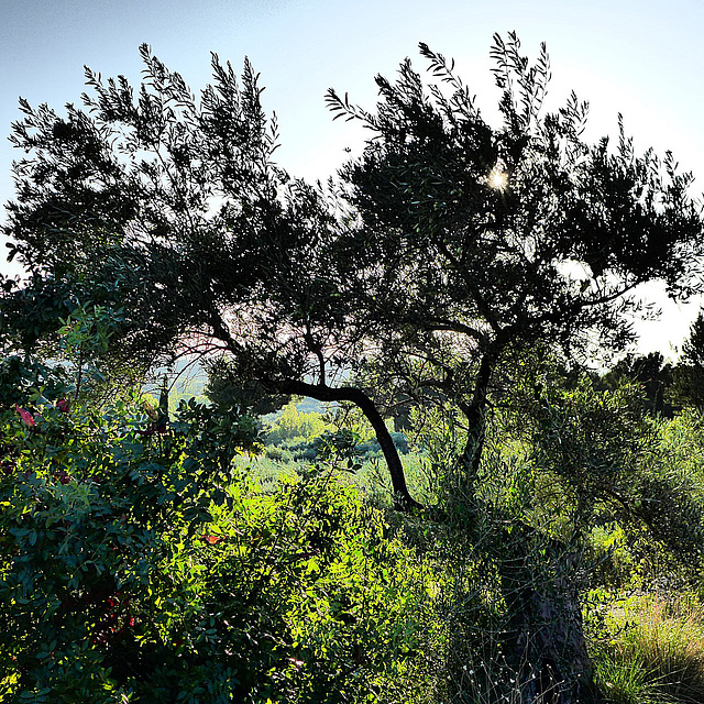 Underneath the Olive Trees