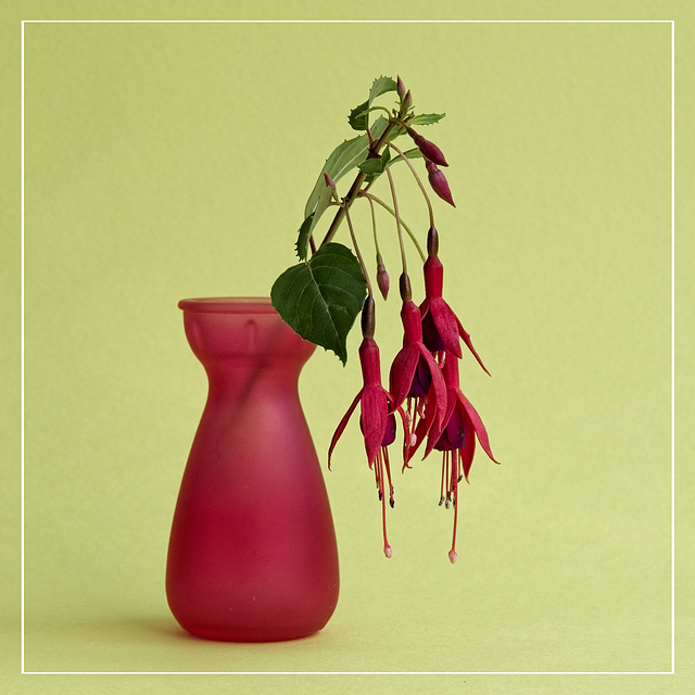 Fuchsia and Red Vase Still Life