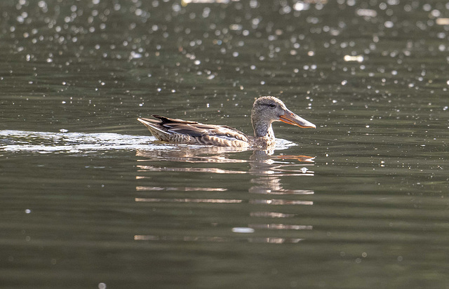 Shoveler duck