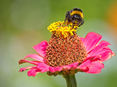 Zinnia elegans with Bee