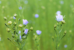 splendides fleurs de lin, dans un champ tout bleu