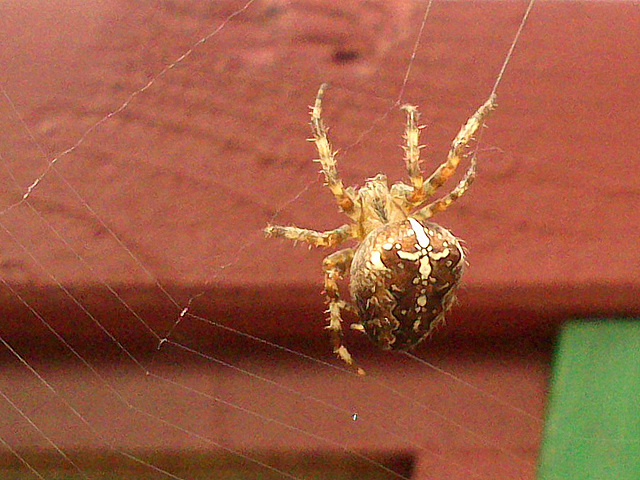 Kreuzspinne im Garten