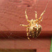 Kreuzspinne im Garten
