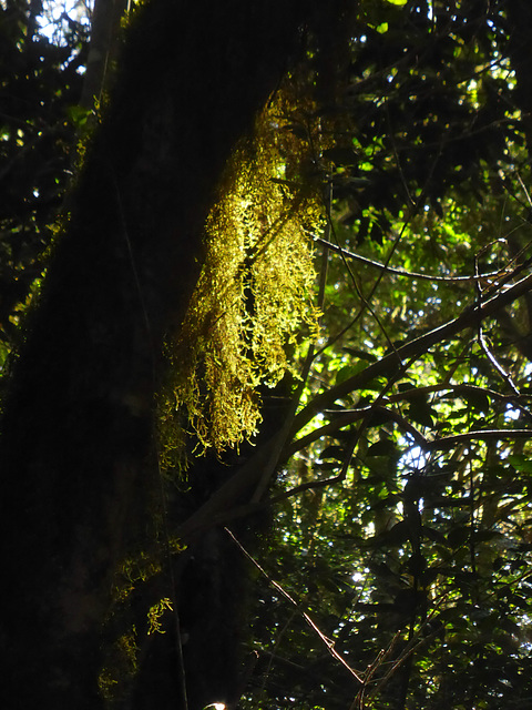 im Lorbeerwald von La Gomera