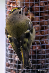 Goldcrest