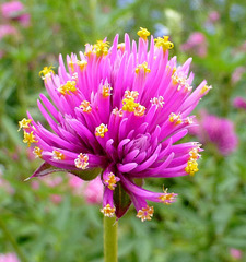 Le gomphrena...