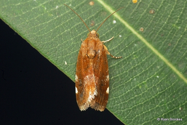 Acontia sexpunctata (Fabricius, 1794), ♀