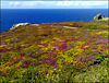 Near the top of St Agnes Head