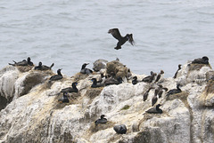 Cormorants and Murres