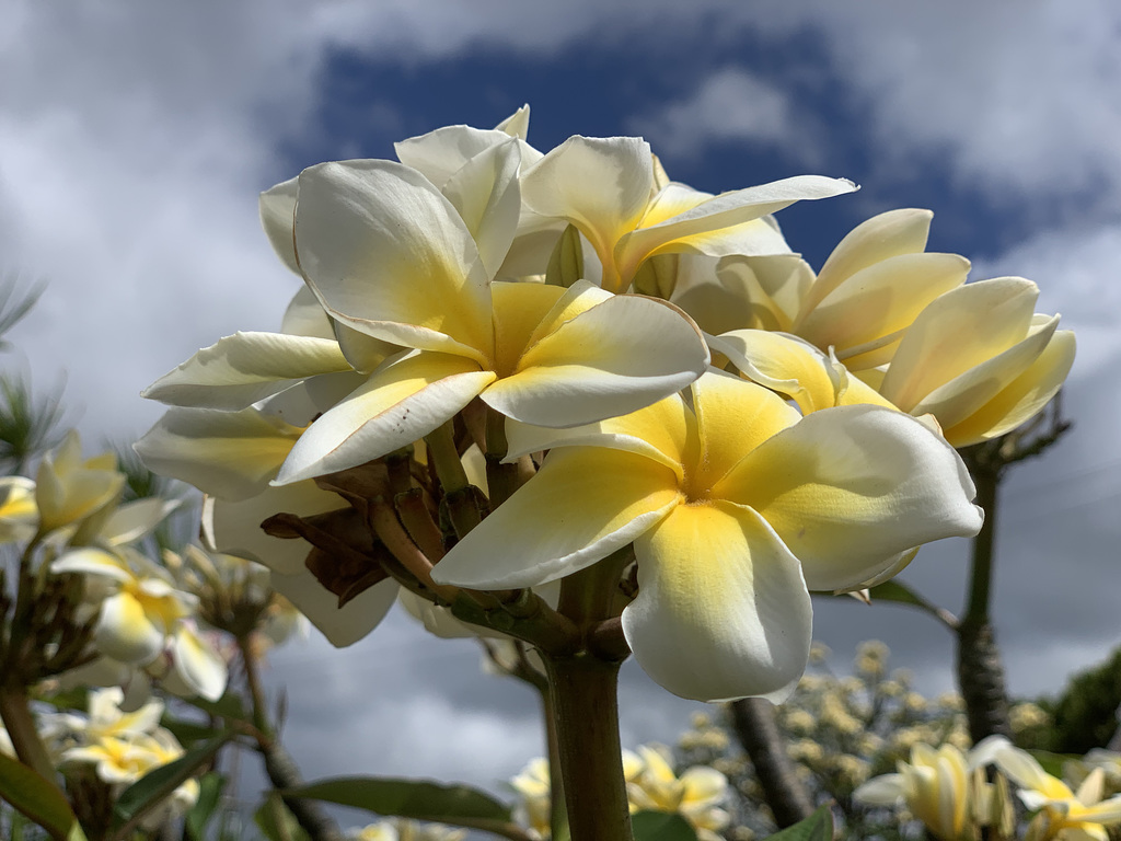 plumeria - walking in Kaimuki