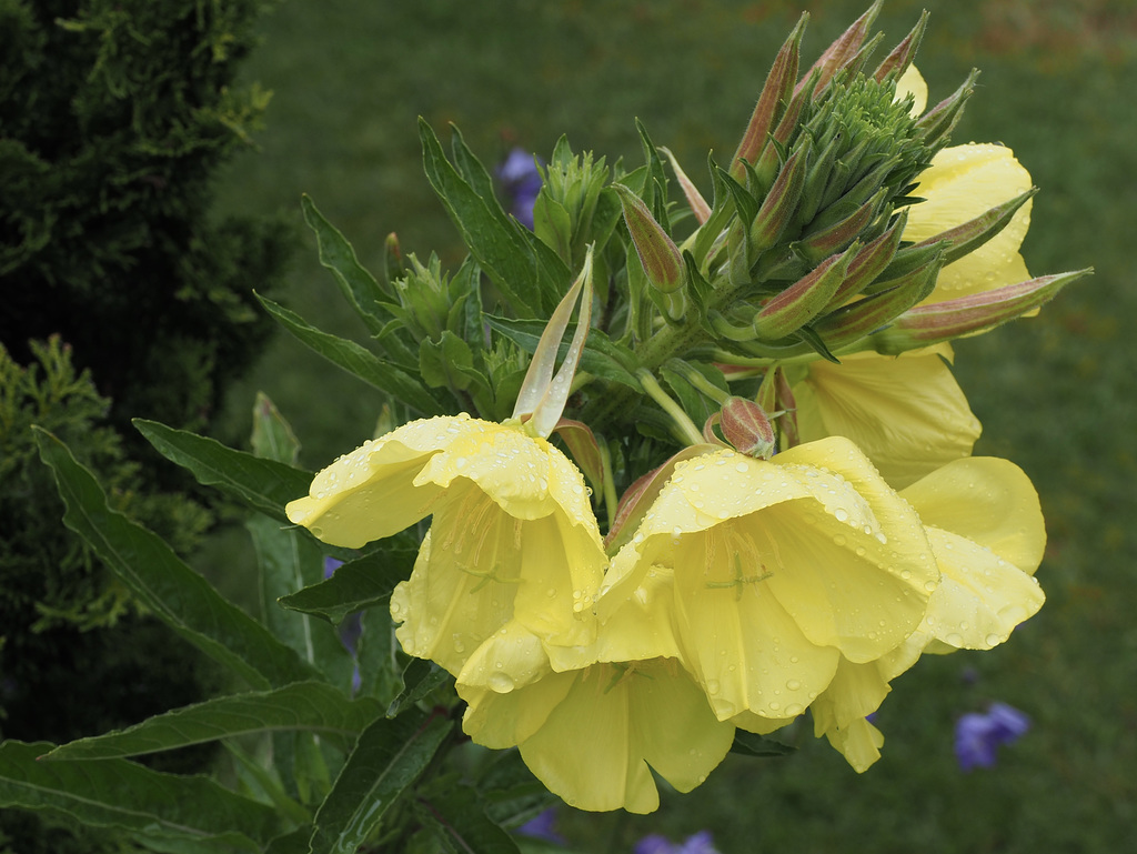 Evening Primrose