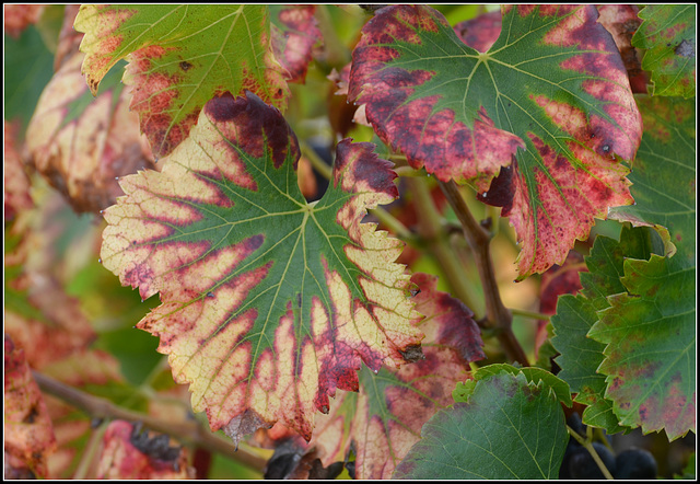 Vert et rose